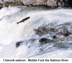 Chinook Salmon - Middle Fork of the Salmon River
