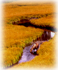 Moose in Meadow